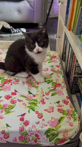 British short hair cross tuxedo kittens