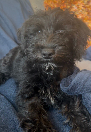 Ready Now - Miniature Schnoodle F1 Puppies