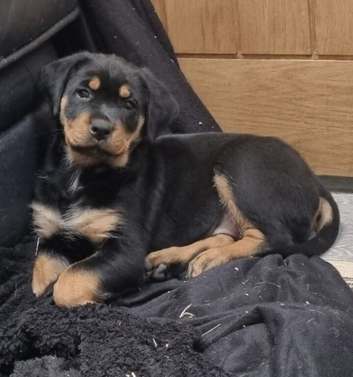 1 FEMALE ROTTWEILER PUPPY AVAILABLE