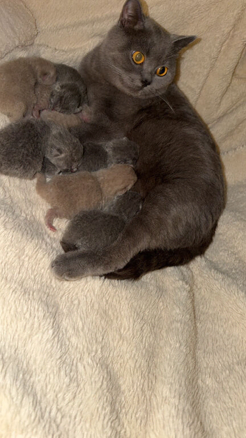 7 British short hair kittens lilacs and blues