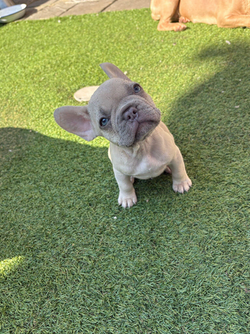 French bulldog puppies
