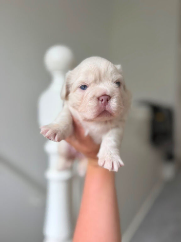 KC RARE FLUFFY FRENCHIE PUPS!!