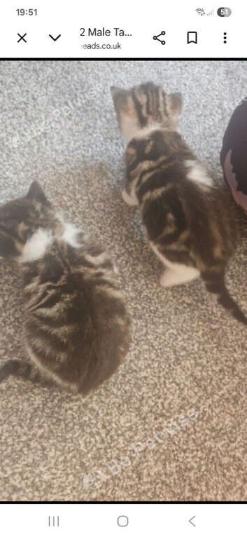 2 male tabby & white kittens