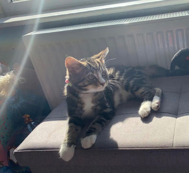Boy bengal x tabby