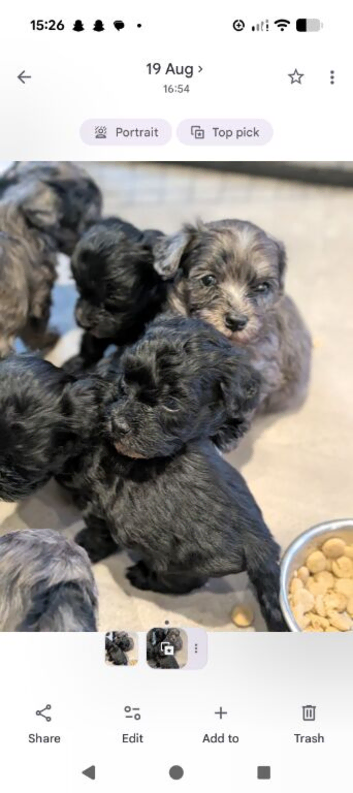 Maltese x Toy Poodle