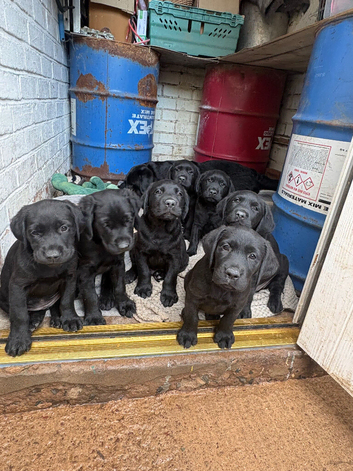 8 gorgeous goldadors