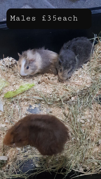 4 male guinea pigs