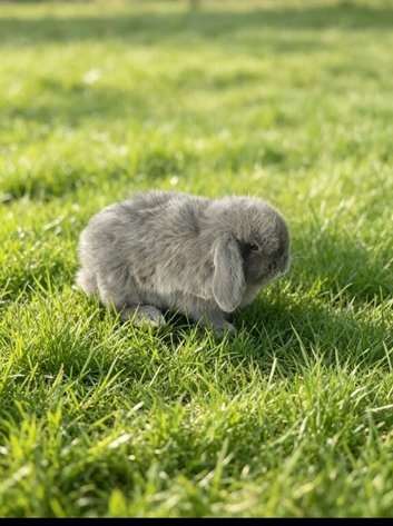 Mini lops ready to reserve