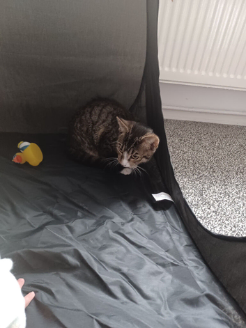 Tabby female