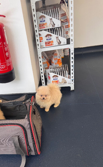 Stunning Pomeranian Pups (teddy bear)