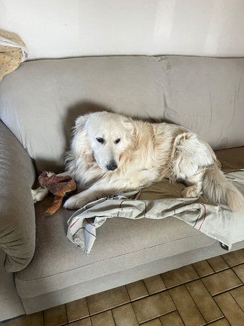 Loving 8\-Year\-Old Shepherd & Retriever Cross Looking for His Forever Home