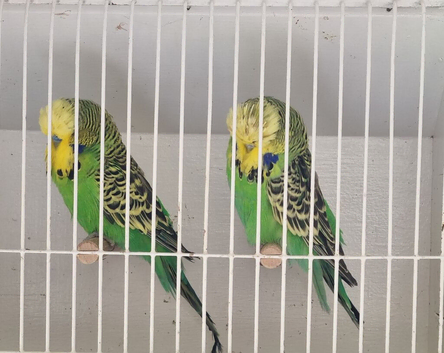 Exhibition Budgerigars x 10