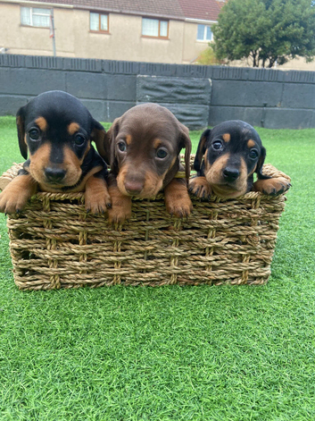 Beautiful mini Dachshund girls
