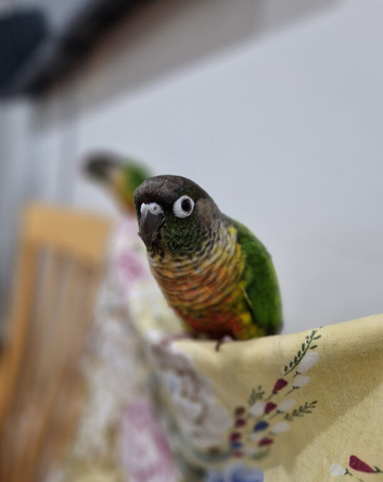 Semi tame conure with large cage and accessories