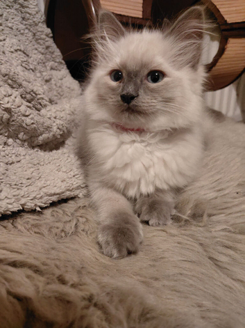 Beautiful Ragdolls