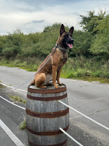 Belgian Malinois