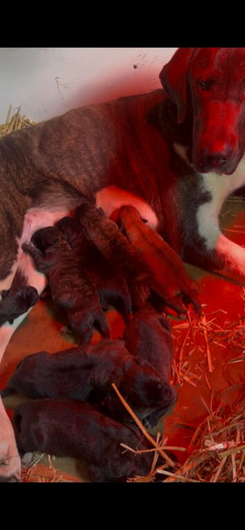 Dane Shepherd Puppies