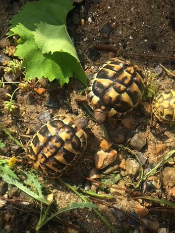 Baby Hermann's tortoises for sale