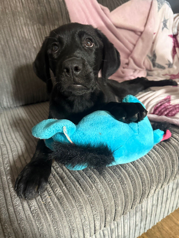 Labrador x Rottweiler