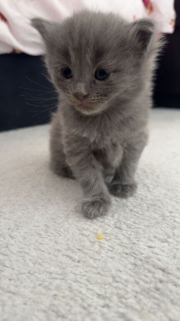 Kittens