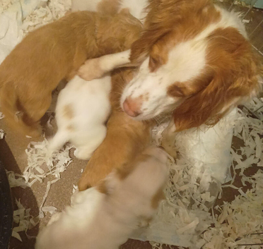 Health Tested KC Registered Cocker Spaniel Puppies