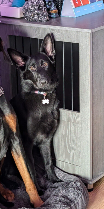 Female German shepherd. 2 years of age