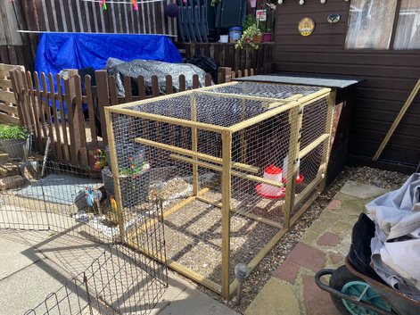 4 hens plus 2 roosters, for sale.