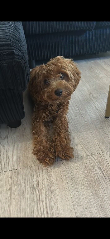 Kobe &ndash; 7 Month Old Cavapoo Looking for His Forever Home