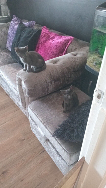 Russian blue x main coon kittens