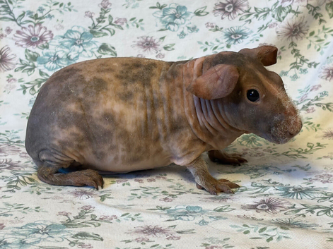 Skinny pig and Baldwin Guinepigs available