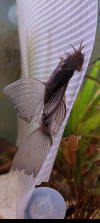 Breeding Pair Green Dragon long fin plecos