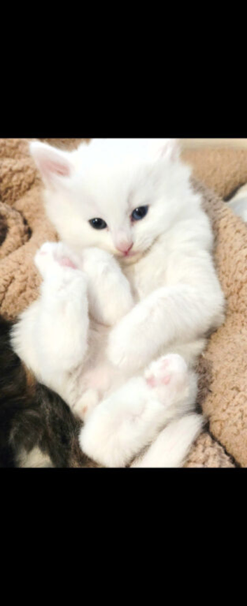 Turkish angora kittens