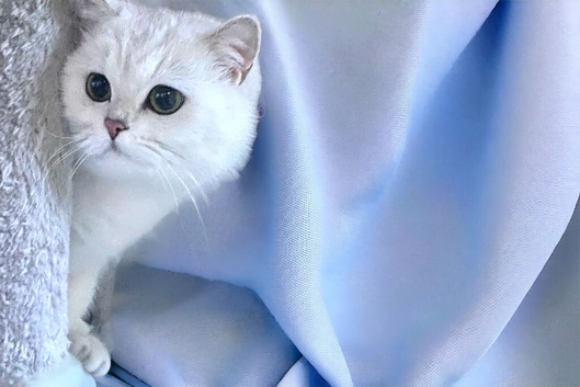 BSH top Silver Shaded Lady of love