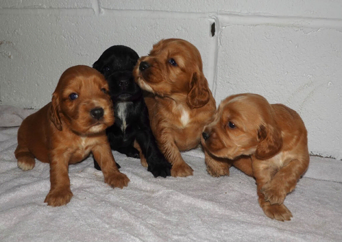 SHOW TYPE cocker puppies