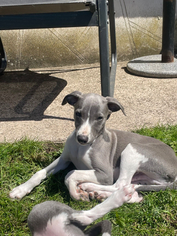 Last beautiful KC boy left. He&rsquo;s so handsome and is the sweetest boy you could meet.