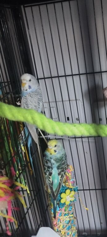 Budgies