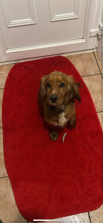 Springer spaniel for sale