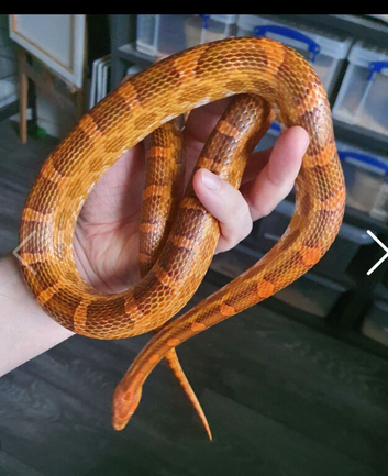 Cb22 male het scaleless palmetto anery