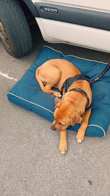 8months old male american bulldog