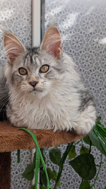 Maine coon kittens