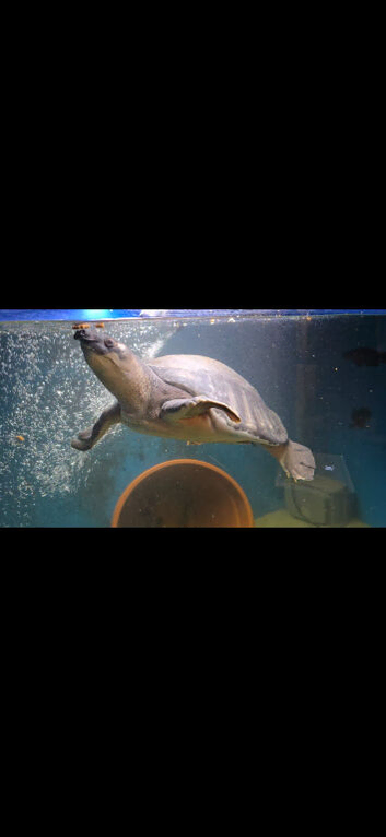 Fly river title female