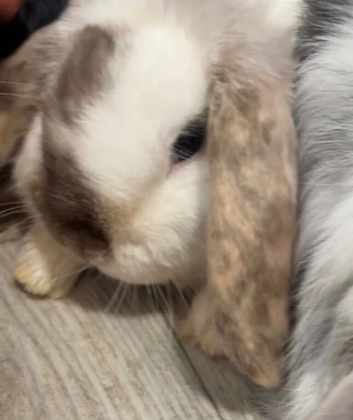 Beautiful mini lops