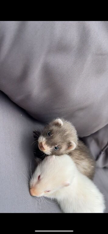 Kits