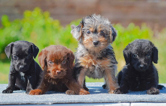 Miniature Patterpoo&rsquo;s