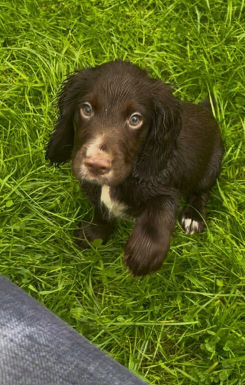 Ready now KC reg cocker spaniel pups
