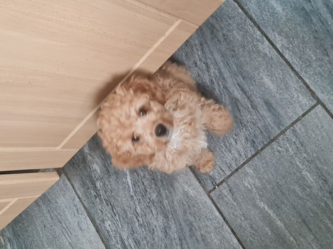 Cavapoo