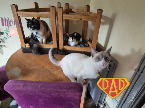 Stunning Maincoon x Siamese Babies. Ready Now for forever LOVING homes.