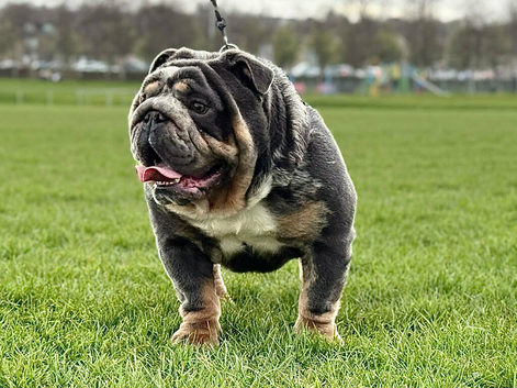 For sale English Bulldog