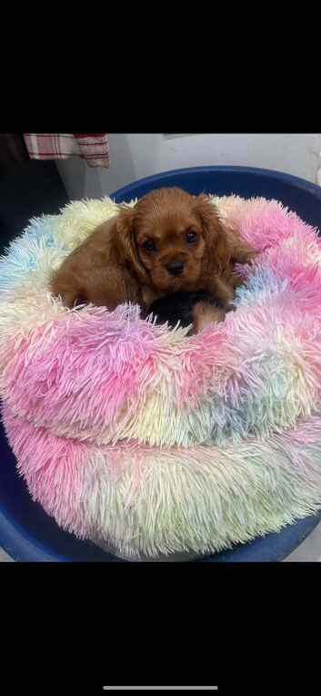 Cavalier King Charles poppyS