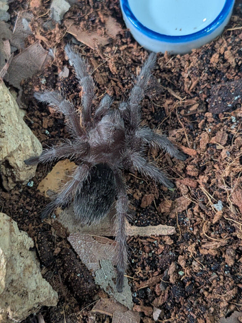 Tarantulas for sale